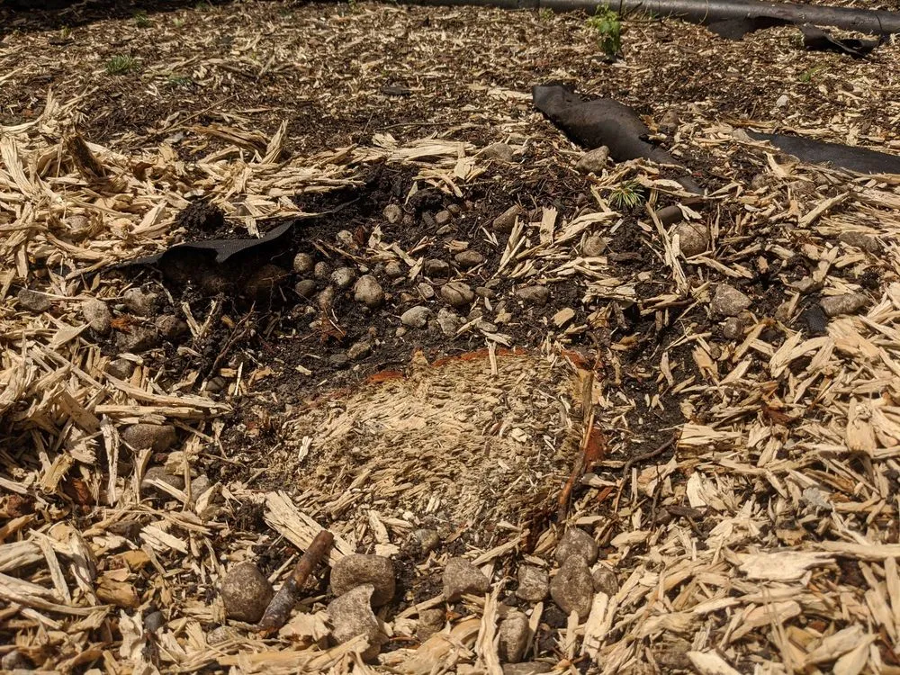 Expert lawn care service experts serving Hampshire, IL - Dany Tree Service