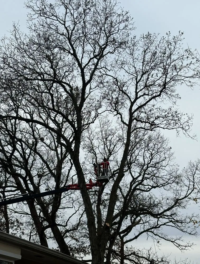 Local yard cleanup service with custom design in Hampshire, IL by Dany Tree Service