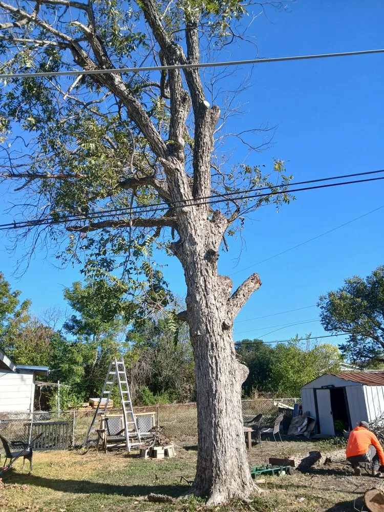 Top-rated landscaping services for homes across San Antonio, TX - D.A.R. Lawn Service