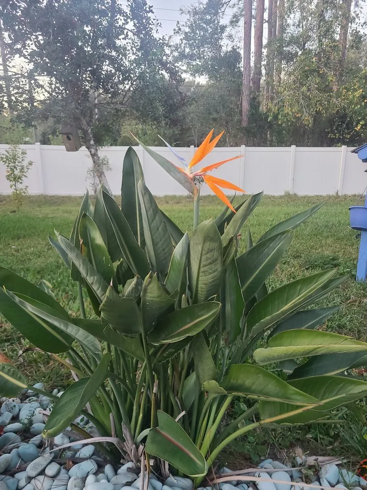 Top-rated outdoor landscaping in St. Augustine, FL - Darbydarb Landscaping