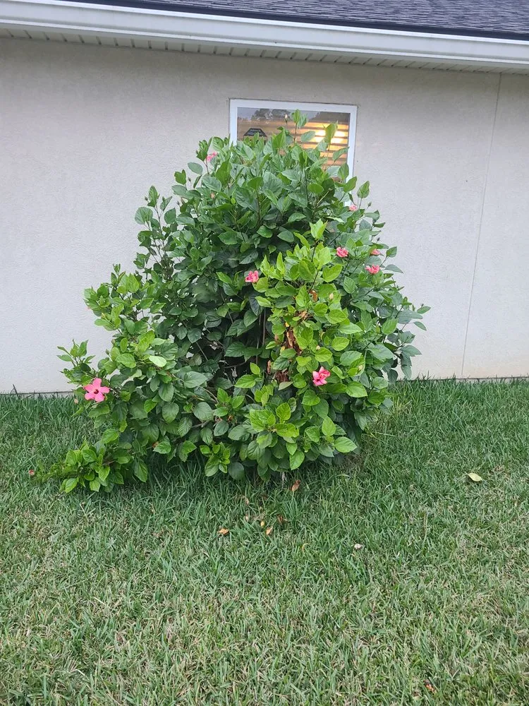 Reliable outdoor landscaping for homes in St. Augustine, FL by Darbydarb Landscaping