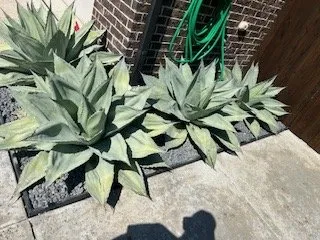 Top-rated landscape installation in McKinney, TX by Darby's Landscaping Services & Construction