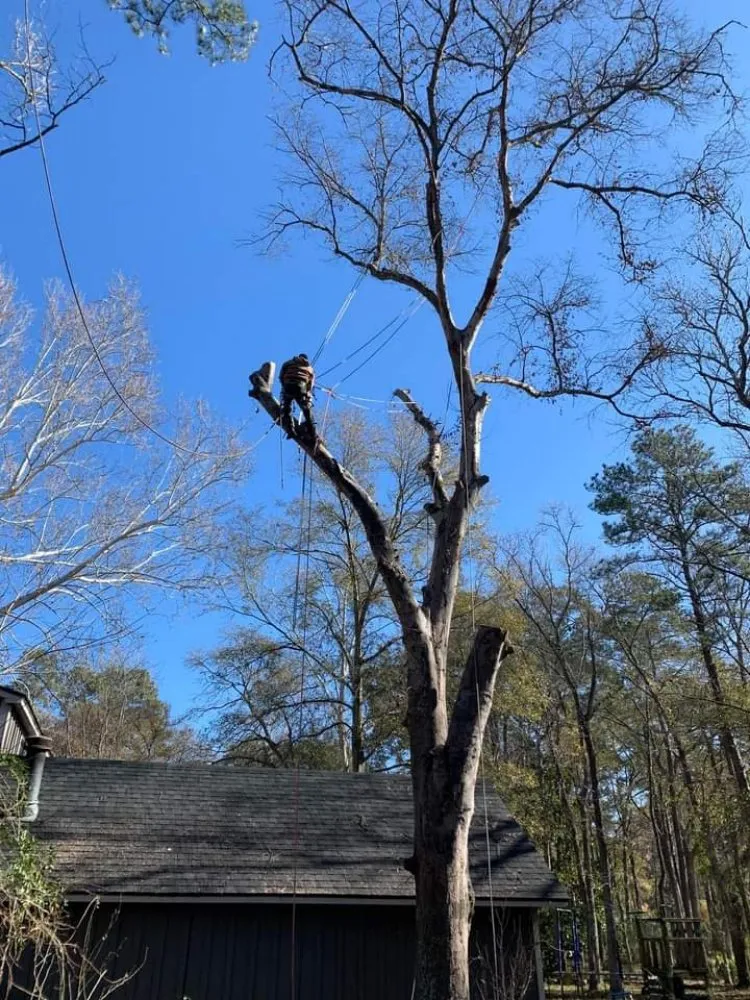 Reliable landscape installation for residential properties in Culpeper, VA by Darinels Tree Service