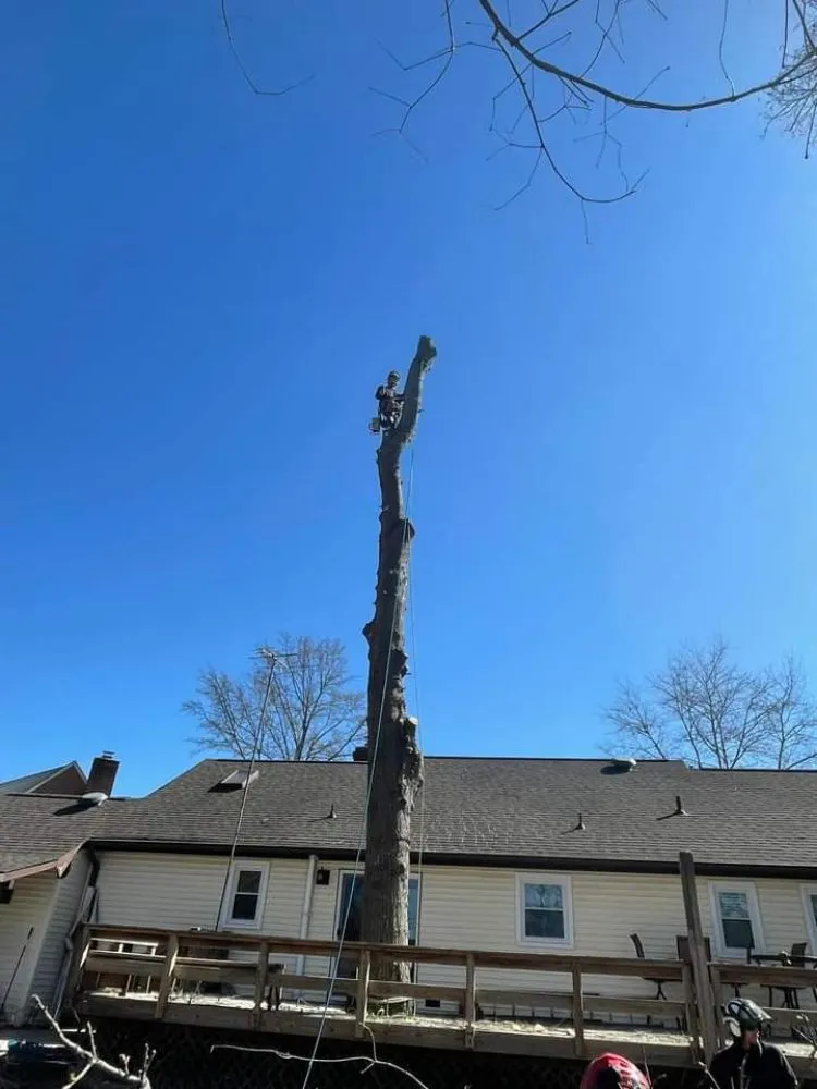 Reliable yard maintenance in Culpeper, VA by Darinels Tree Service