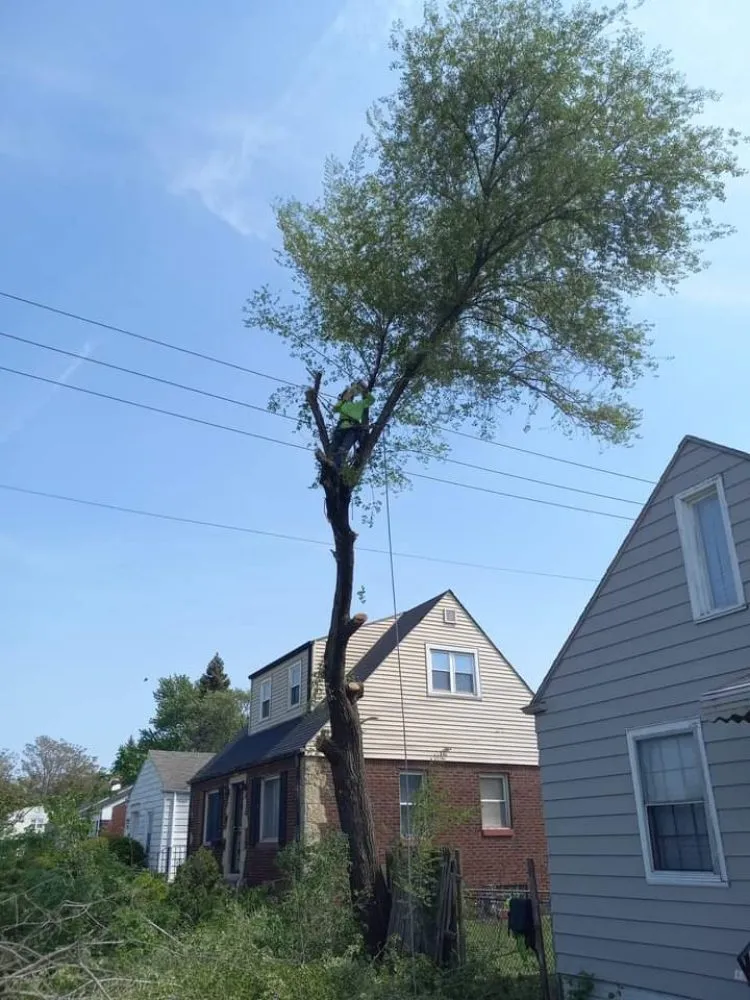 Affordable garden landscaping for year-round maintenance across Culpeper, VA - Darinels Tree Service