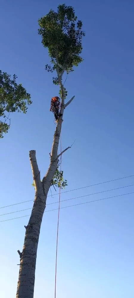 Top-rated lawn care service in Culpeper, VA - Darinels Tree Service