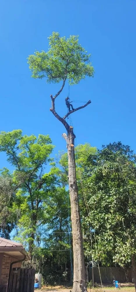 Expert yard cleanup service in Culpeper, VA by Darinels Tree Service