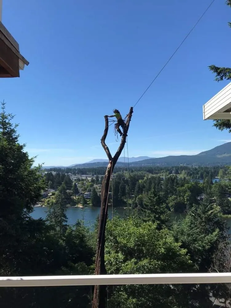 Top-rated yard cleanup service in Culpeper, VA - Darinels Tree Service