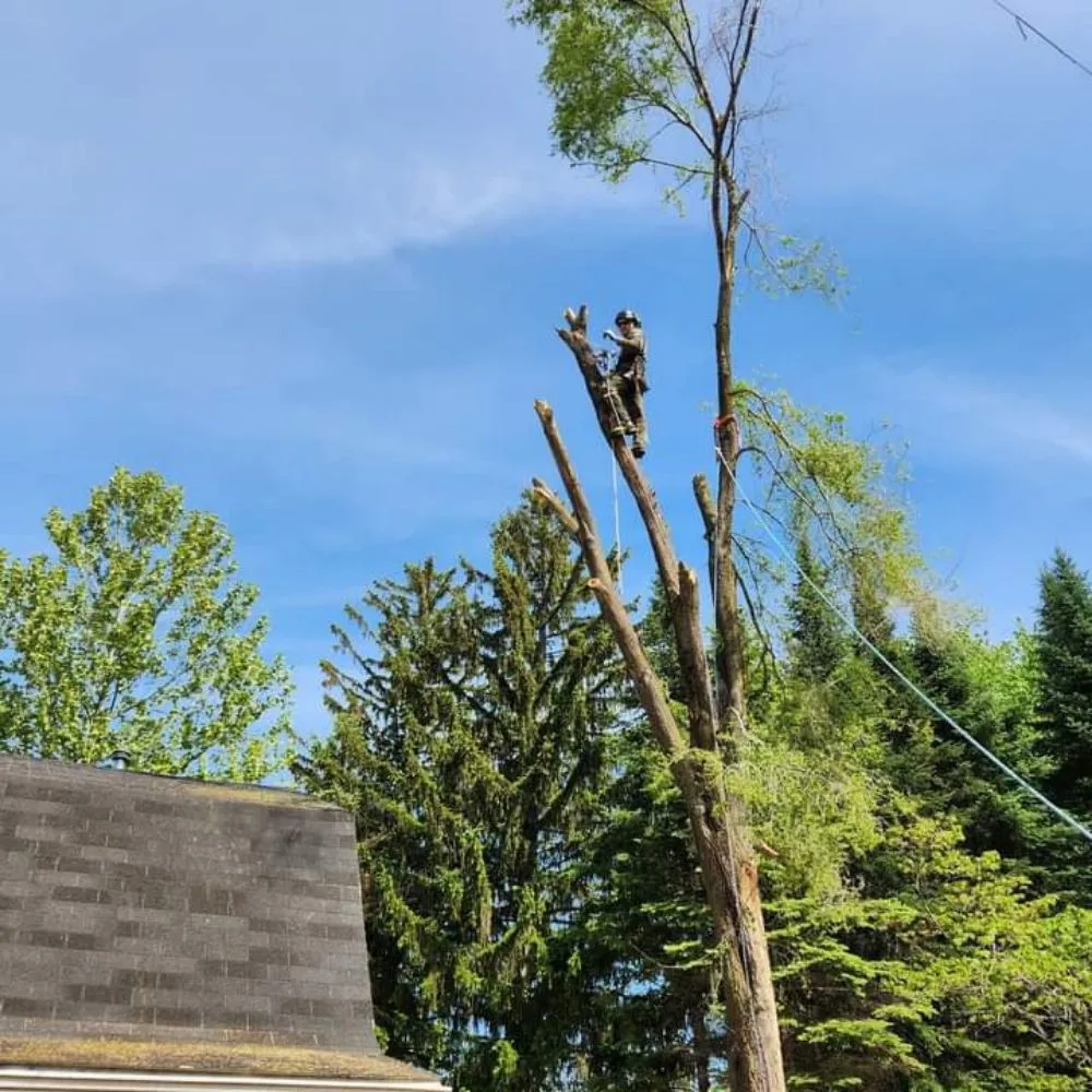 Expert landscape design in Culpeper, VA - Darinels Tree Service