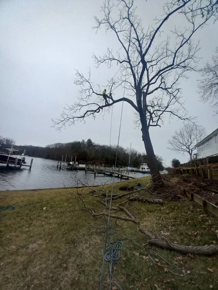 Reliable yard cleanup service in Culpeper, VA - Darinels Tree Service