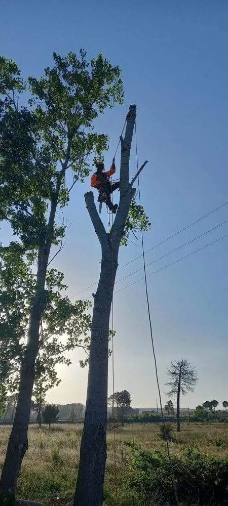 Professional landscape design for outdoor upgrades across Culpeper, VA - Darinels Tree Service