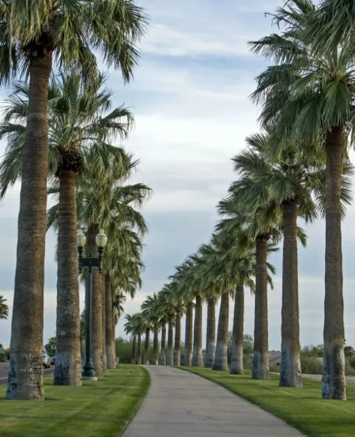 Reliable landscaping services for beautiful yards across La Joya, TX - Dario's Tree & Palm Services