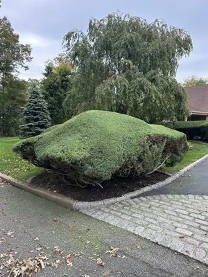 Dark Green Landscaping