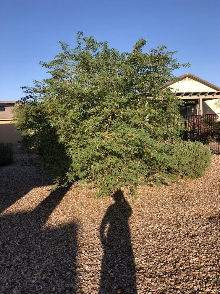 Expert landscape design for beautiful yards in Buckeye, AZ by Darren and Son Lawn Care