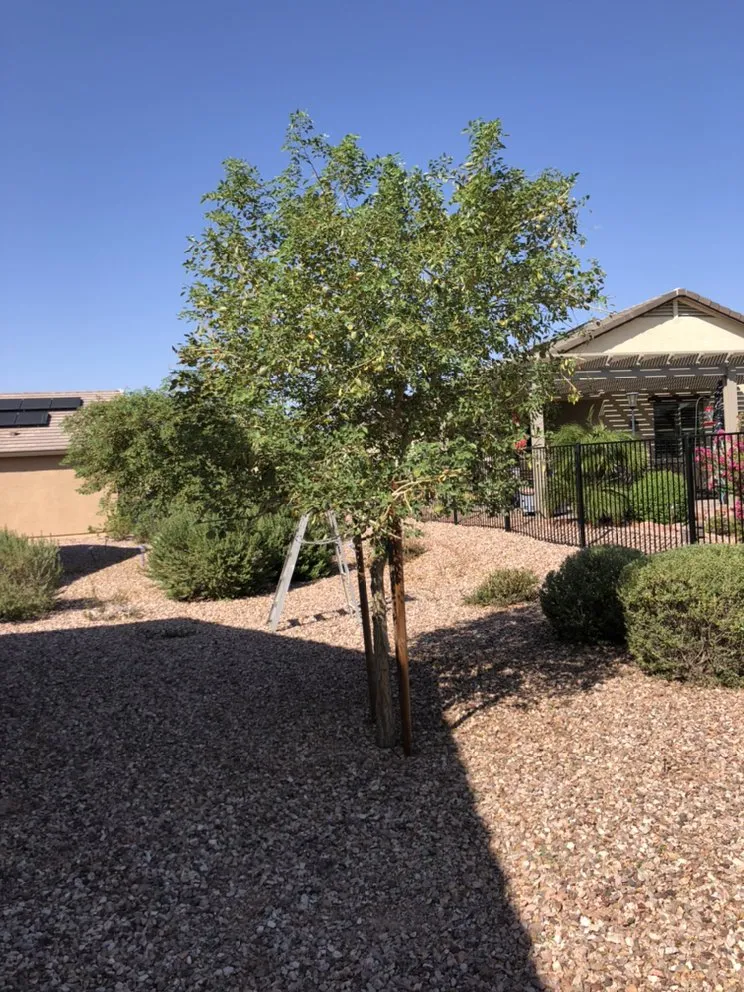 Expert landscaping services for year-round maintenance in Buckeye, AZ by Darren and Son Lawn Care