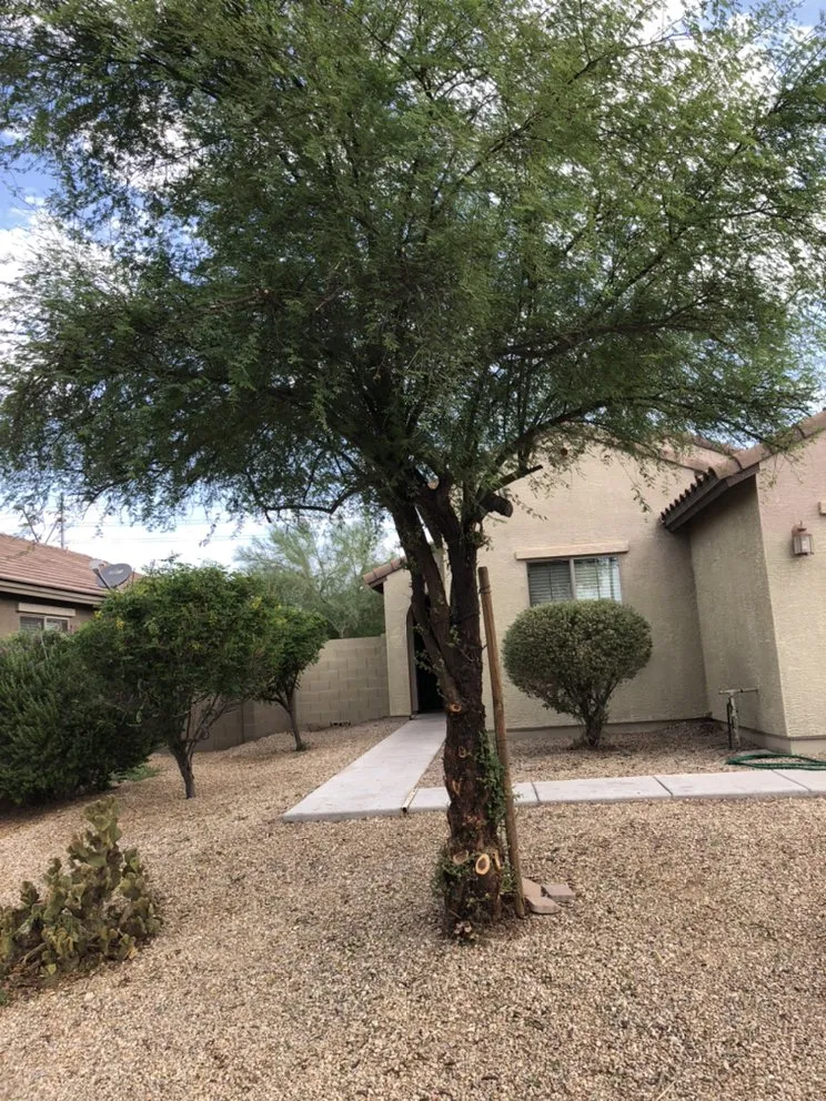 Trusted yard maintenance experts serving Buckeye, AZ - Darren and Son Lawn Care