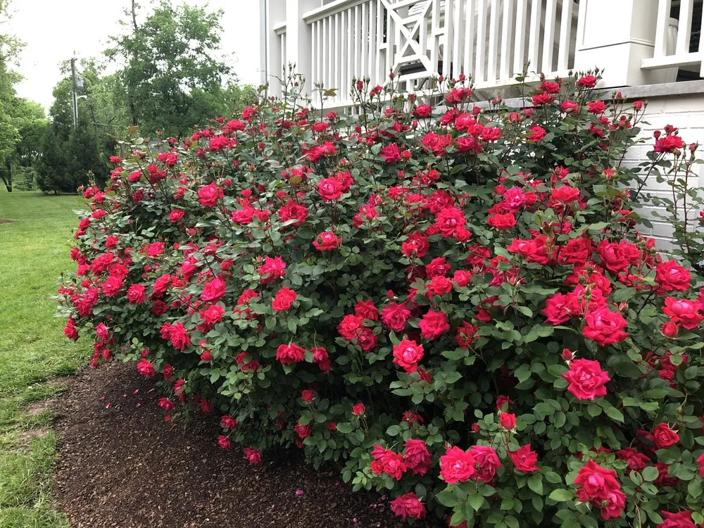 Custom outdoor landscaping in Nashville, TN by Darren Bishop Landscape-Design