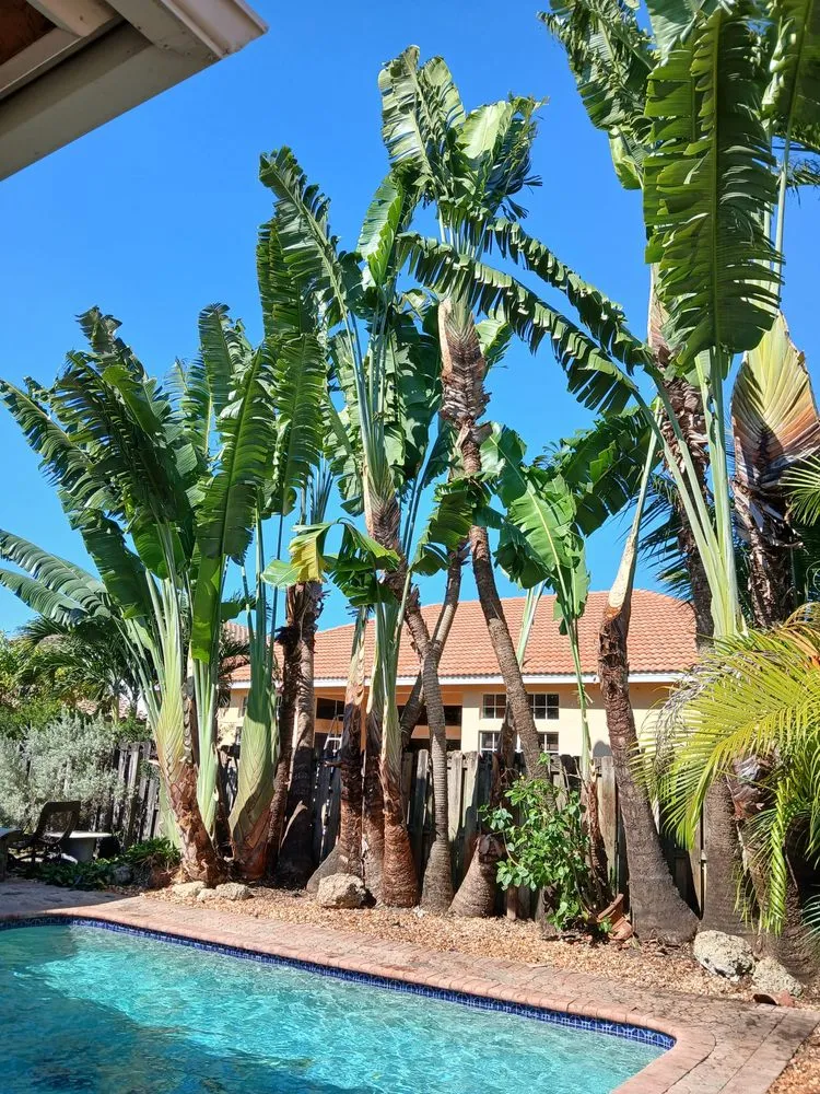 Local landscaping services for year-round maintenance in Davie, FL by Darvin Landscaping