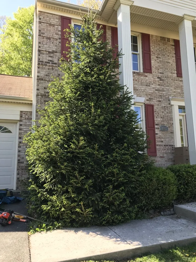 Trusted yard maintenance experts serving Falls Church, VA - Darvin Landscaping Service