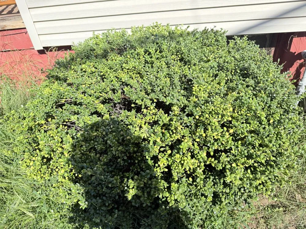 Top-rated yard maintenance experts serving New York, NY - Datco Aesthetics Construction