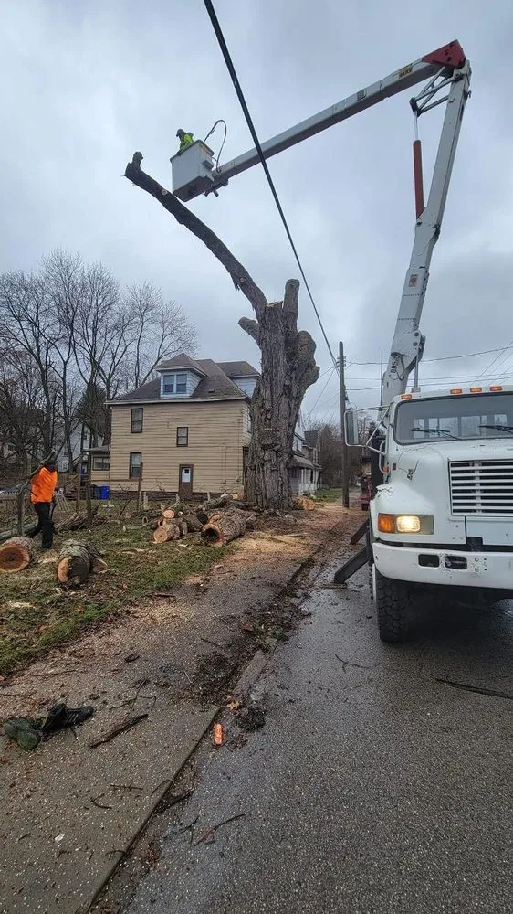 Top-rated yard cleanup service experts serving Pulaski, PA - Dave & Son Tree and Land Management