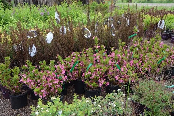 Expert landscape design for year-round maintenance in Chippewa Falls, WI by Dave Bresina's Nursery
