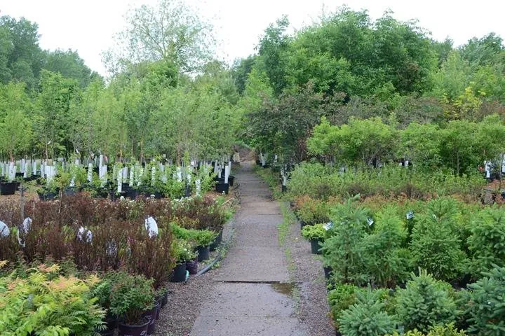 Local landscaping services for residential properties across Chippewa Falls, WI - Dave Bresina's Nursery