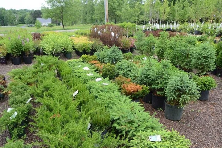 Affordable residential landscaping near you in Chippewa Falls, WI by Dave Bresina's Nursery