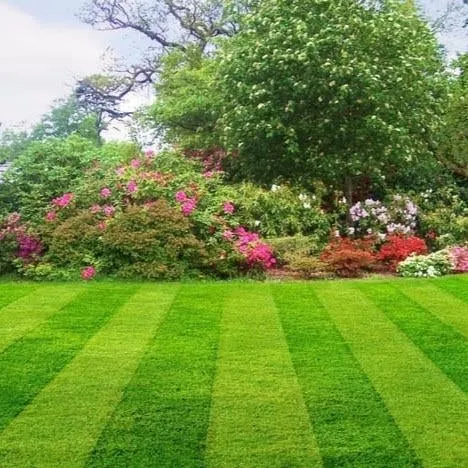 Top-rated yard maintenance in Tavernier, FL - Dave Chaplin Lawn Maintenance