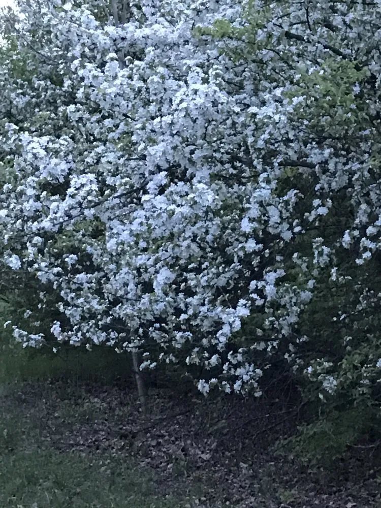 Affordable yard maintenance in Elkhart, IN - Dave Gunn Lawn Service