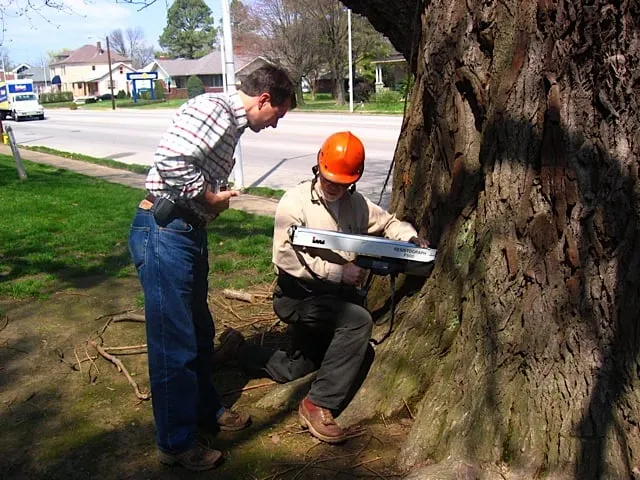 Local residential landscaping for residential properties in Lexington, KY by Dave Leonard Tree Specialists