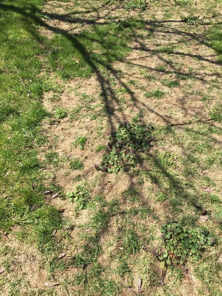 Top-rated outdoor landscaping in Plymouth, IN by Dave Murphy Landscape