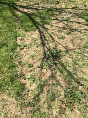 Dave Murphy Landscape