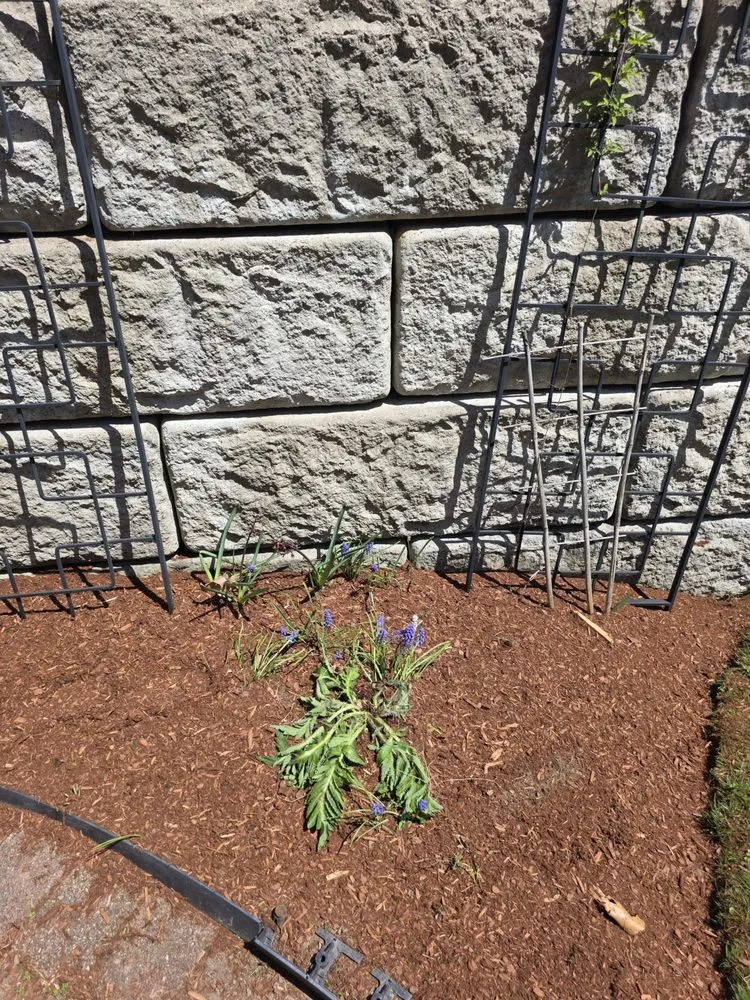 Reliable lawn care service in Hudson, MA - Dave's Landscape Management Company