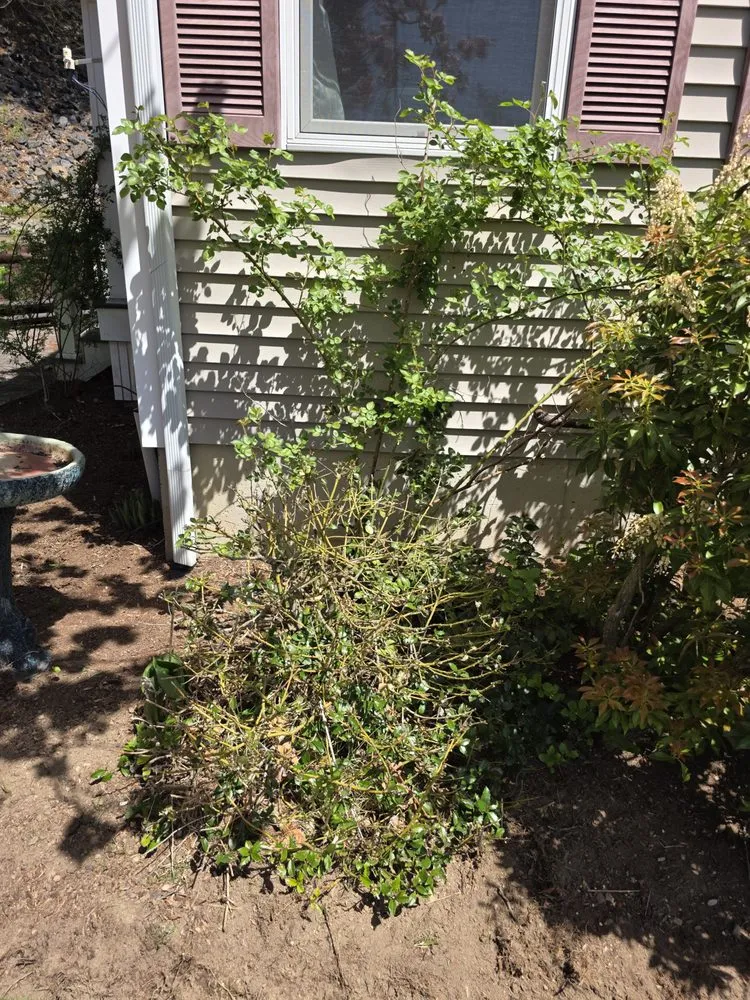 Trusted yard cleanup service in Hudson, MA by Dave's Landscape Management Company