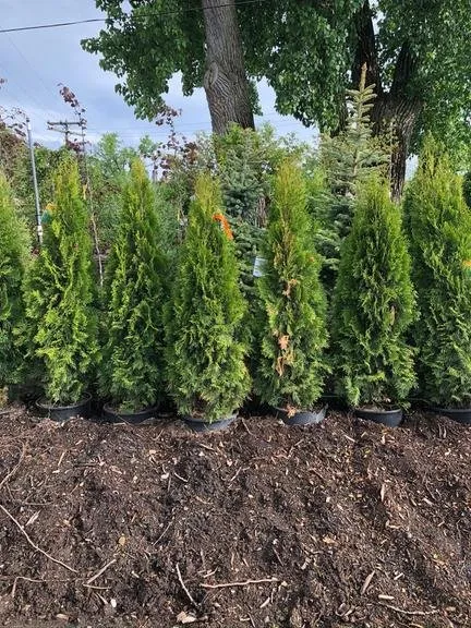 Local landscape installation in Amsterdam, NY - Dave's Landscaping