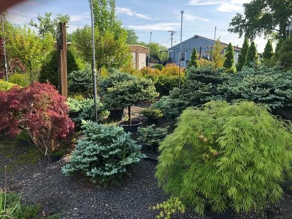 Local lawn care service near you in Amsterdam, NY by Dave's Landscaping