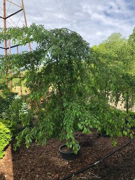 Top-rated outdoor landscaping for year-round maintenance in Amsterdam, NY by Dave's Landscaping