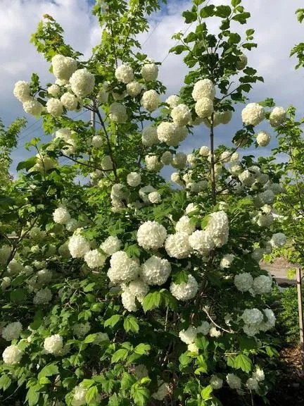 Top-rated garden landscaping in Amsterdam, NY by Dave's Landscaping