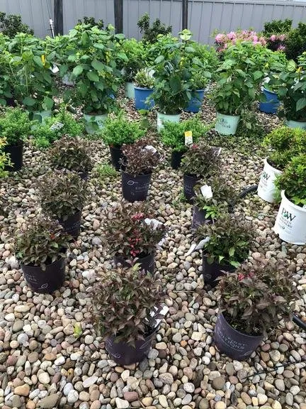 Local landscaping services in Amsterdam, NY - Dave's Landscaping