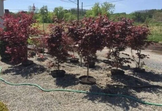 Local garden landscaping near you in Amsterdam, NY by Dave's Landscaping