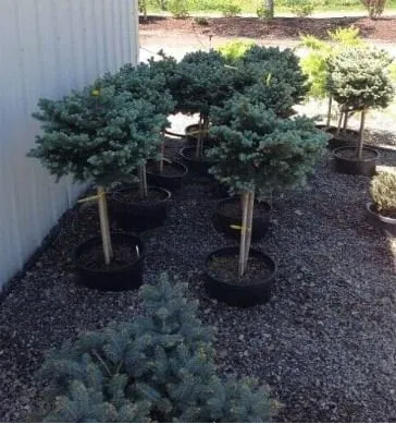 Expert landscaping services experts serving Amsterdam, NY - Dave's Landscaping