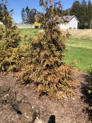 Dave's Landscaping Logo