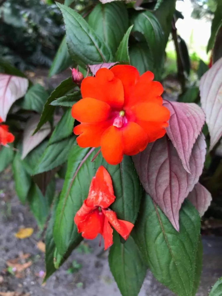 Affordable landscape design experts serving Mt. Plymouth, FL - Dave's Lawn & Handyman Services
