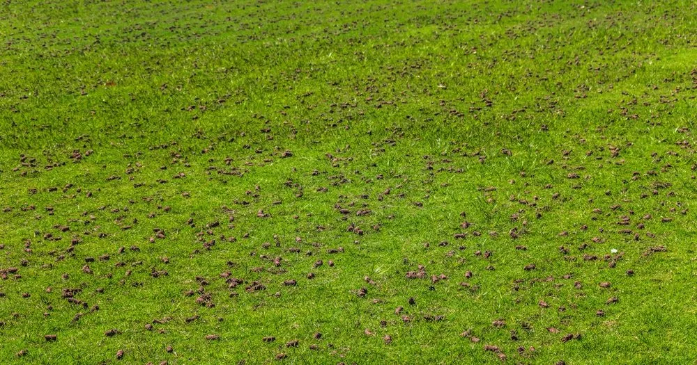 Trusted lawn mowing service in Ludlow, MA - Dave's Lawn Aeration Service