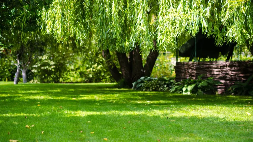 Expert lawn care service for year-round maintenance across Ludlow, MA - Dave's Lawn Aeration Service