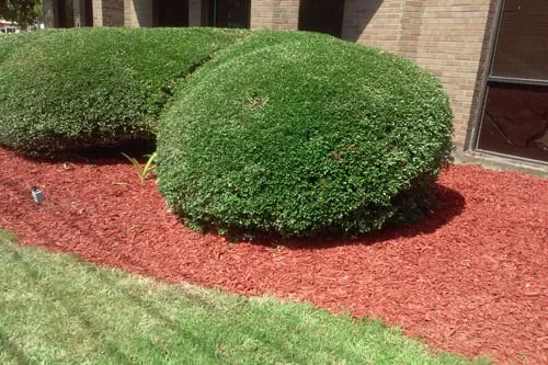 Top-rated outdoor landscaping in Kenner, LA by Dave's Lawn Care Service