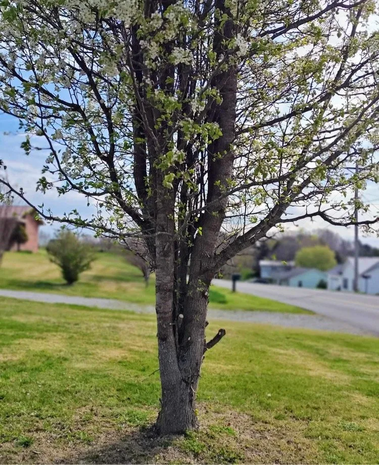 Professional yard cleanup service near you in Tazewell, TN by Dave's Lawn Care