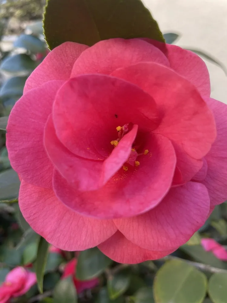 Professional lawn mowing service experts serving Santa Barbara, CA - Dave's Organic Gardening