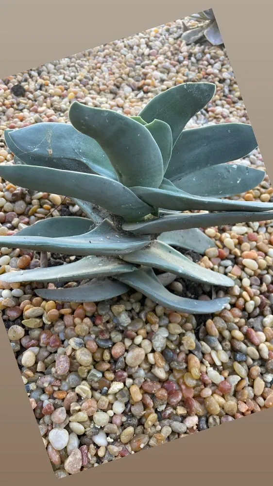 Local yard maintenance for outdoor upgrades in Santa Barbara, CA by Dave's Organic Gardening